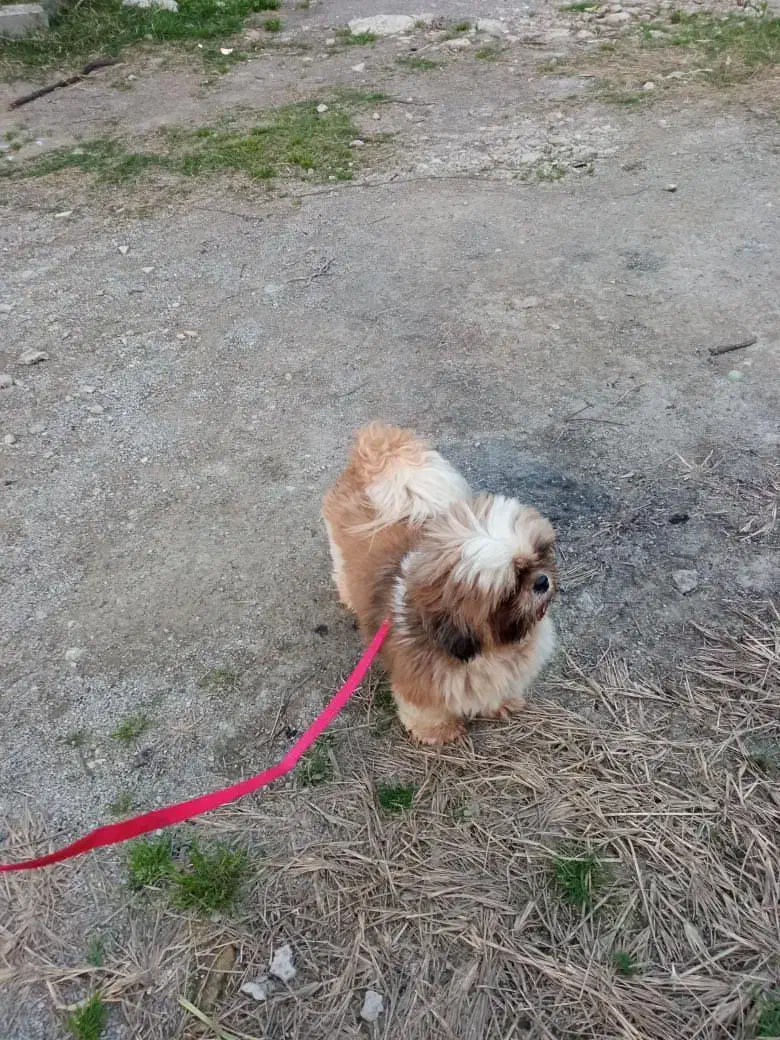 واگذاری یا معاوضه|سگ|قائم‌شهر, |دیوار