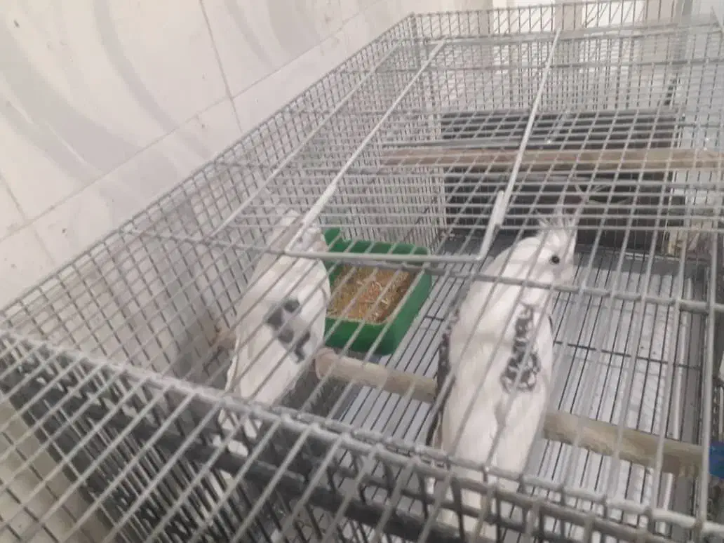 عروس پاریس|پرنده|رامشیر, |دیوار