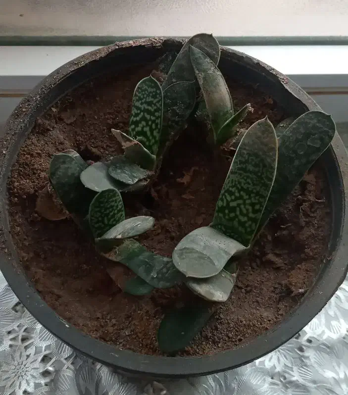 عتیقه وزیبا|کلکسیون اشیاء عتیقه|آذرشهر, |دیوار