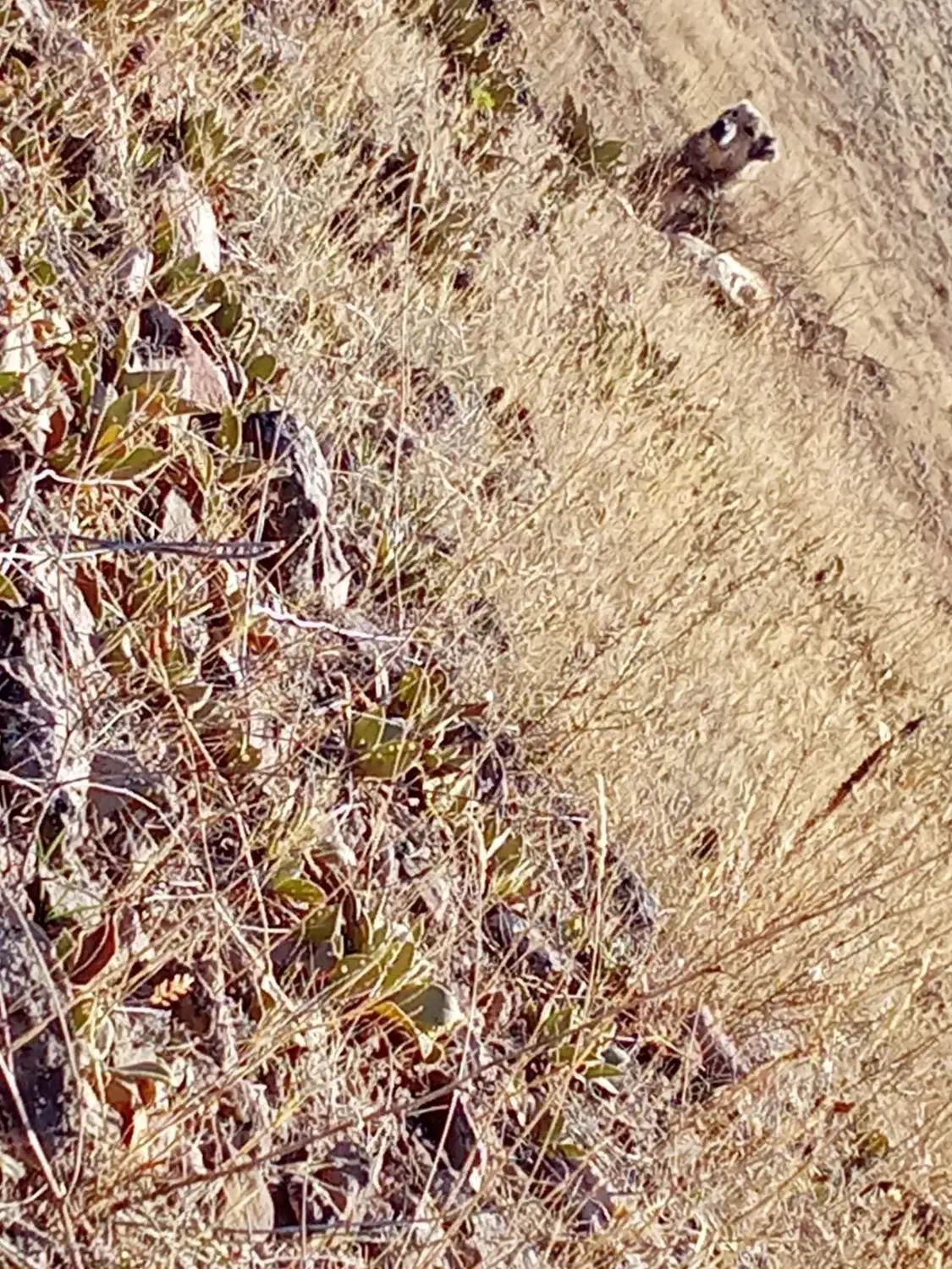 سگ  سرابی|سگ|هوراند, |دیوار