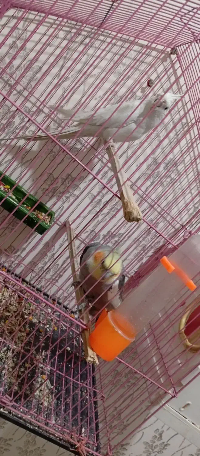 عروس هلندی شرط تخم|پرنده|کرخه, |دیوار