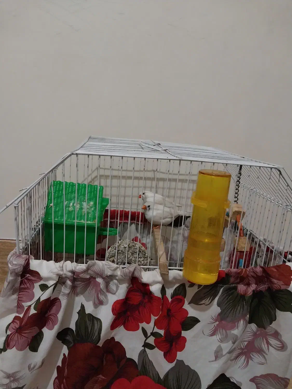 فنچ جفت خورده|پرنده|هشتگرد, هشتگرد قدیم|دیوار