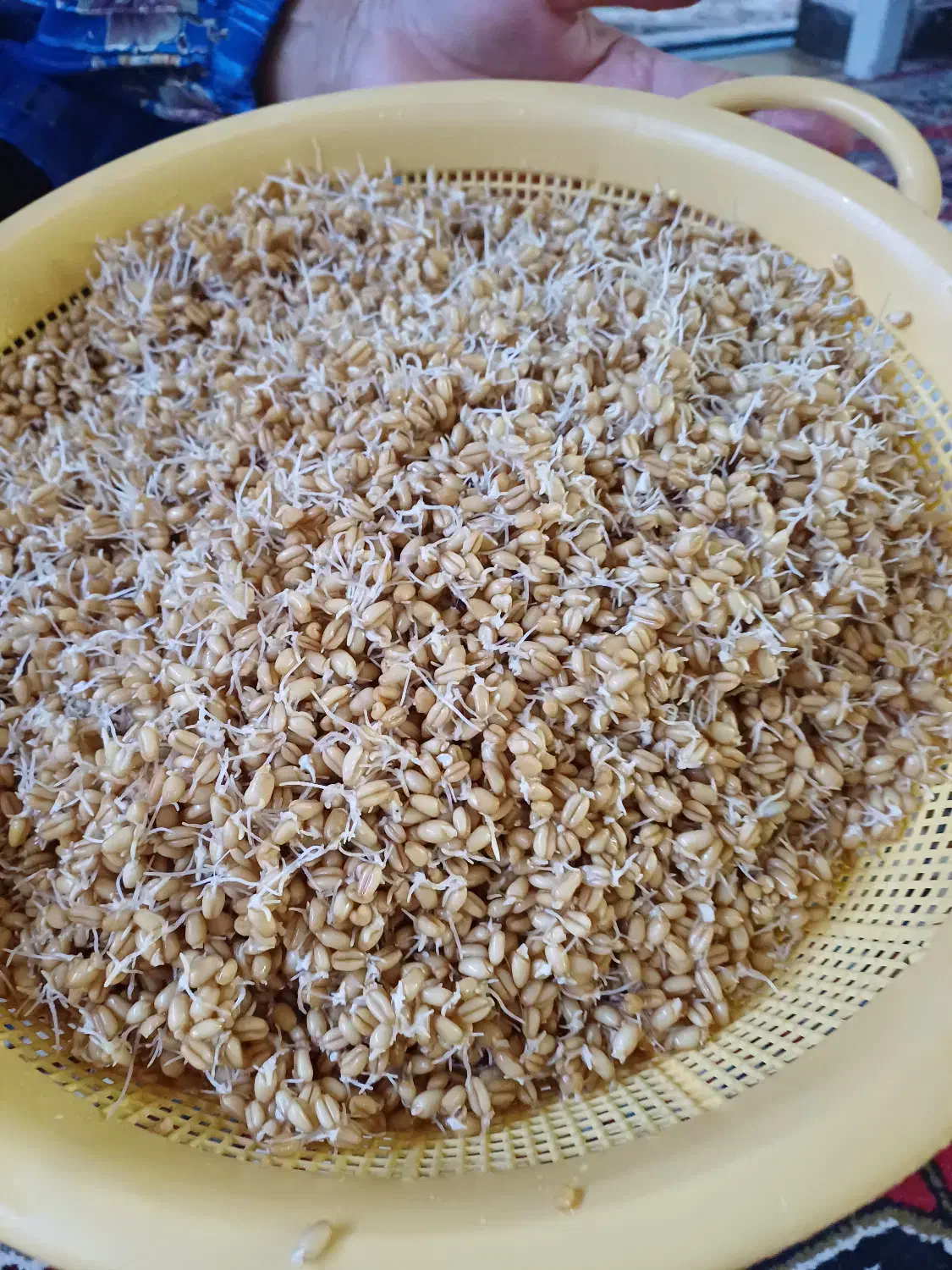 پودر جوانه گندم طبیعی|خوردنی و آشامیدنی|شیراز, رکن‌آباد|دیوار