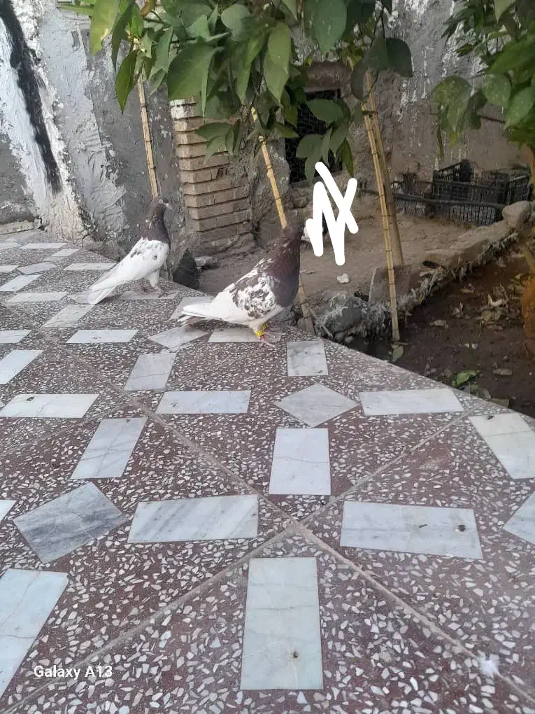 کله قرمز|پرنده|ایرانشهر, |دیوار