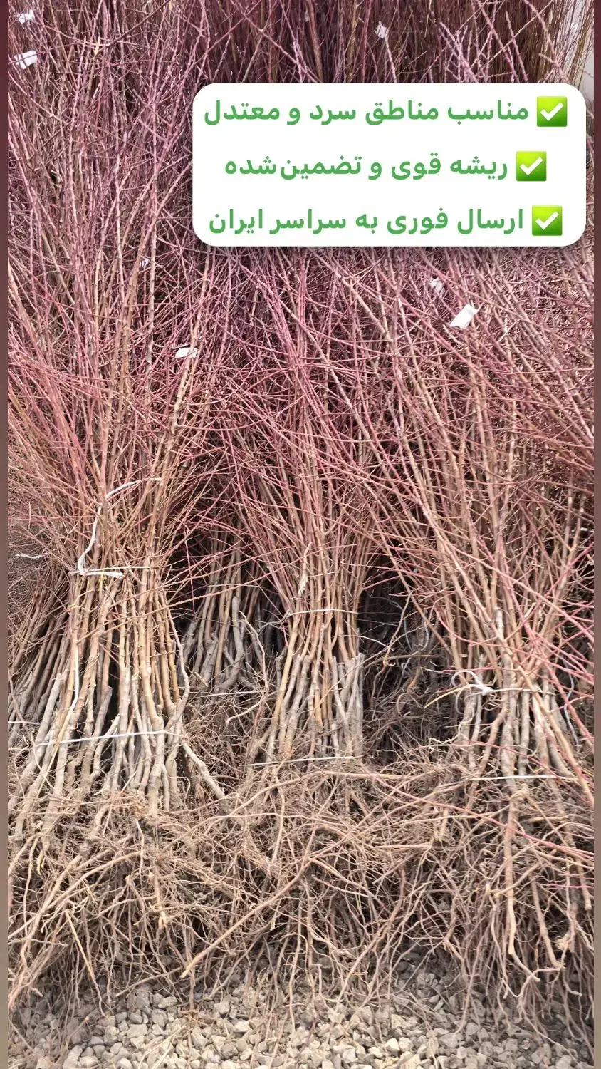 نهال بادام دیررس باغی|خدمات باغبانی و درختکاری|فریدونشهر, |دیوار