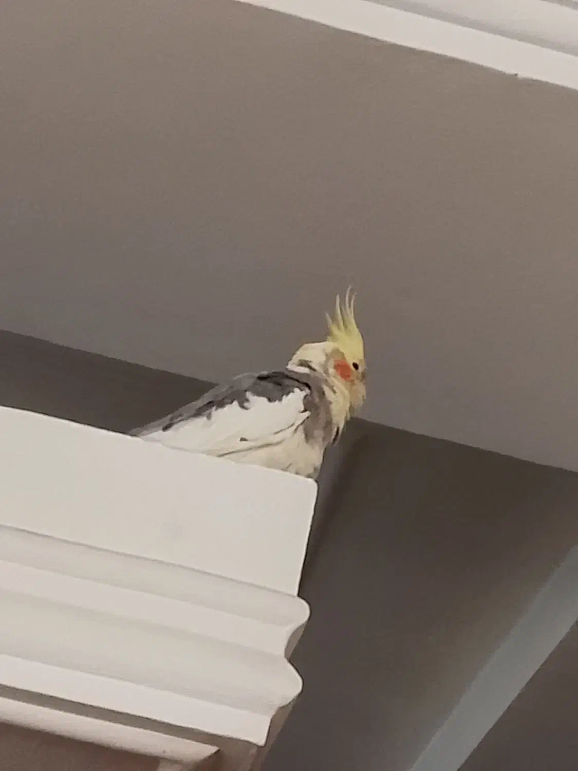 عروس هلندی|پرنده|قرچک, میرزائی شمالی|دیوار