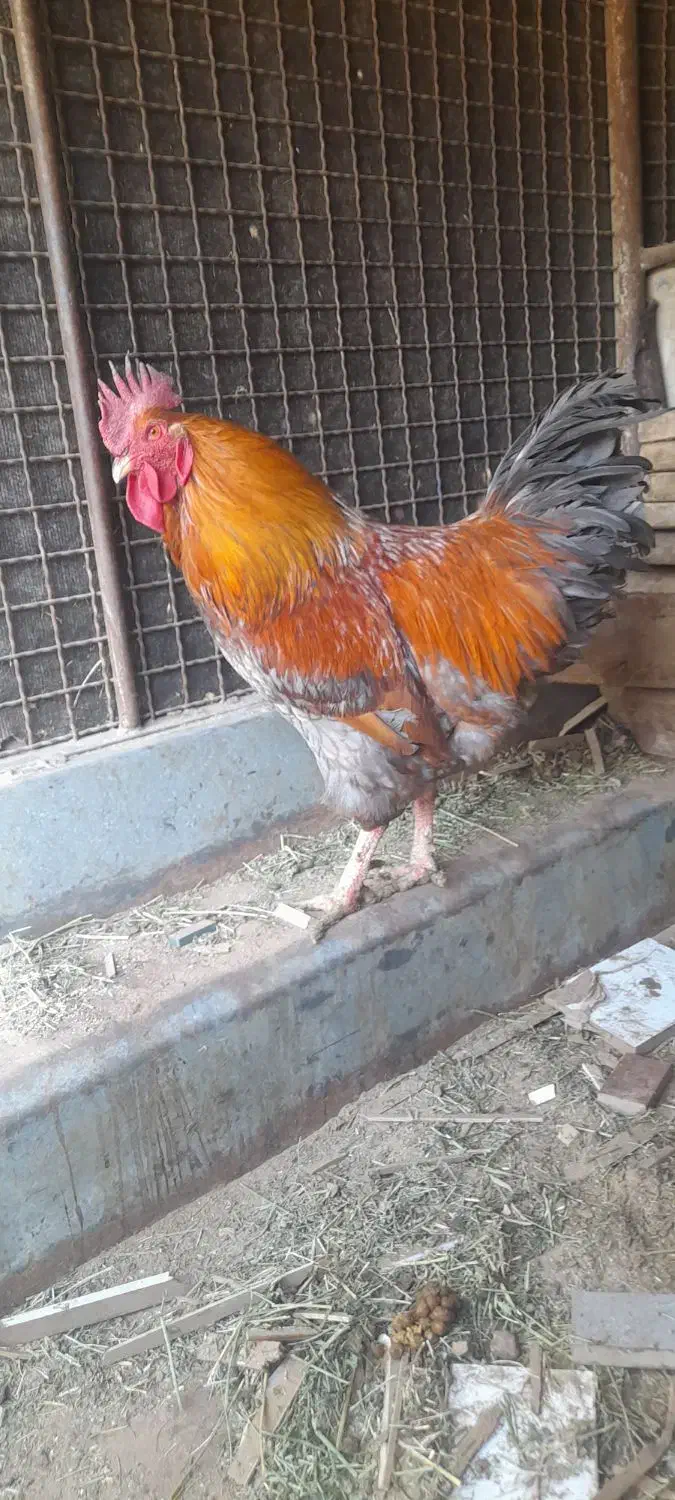 خروس|حیوانات مزرعه|تهران, مسگرآباد|دیوار