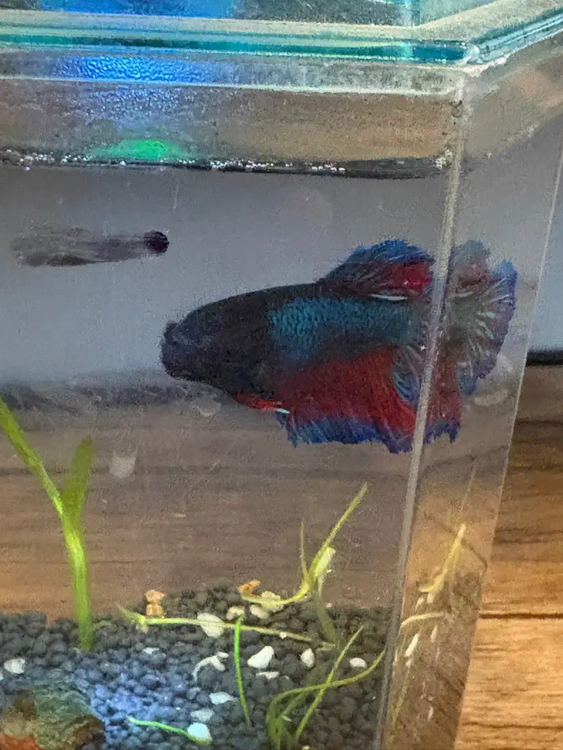 فایتر پلاکت|ماهی|تهران, فردوس|دیوار