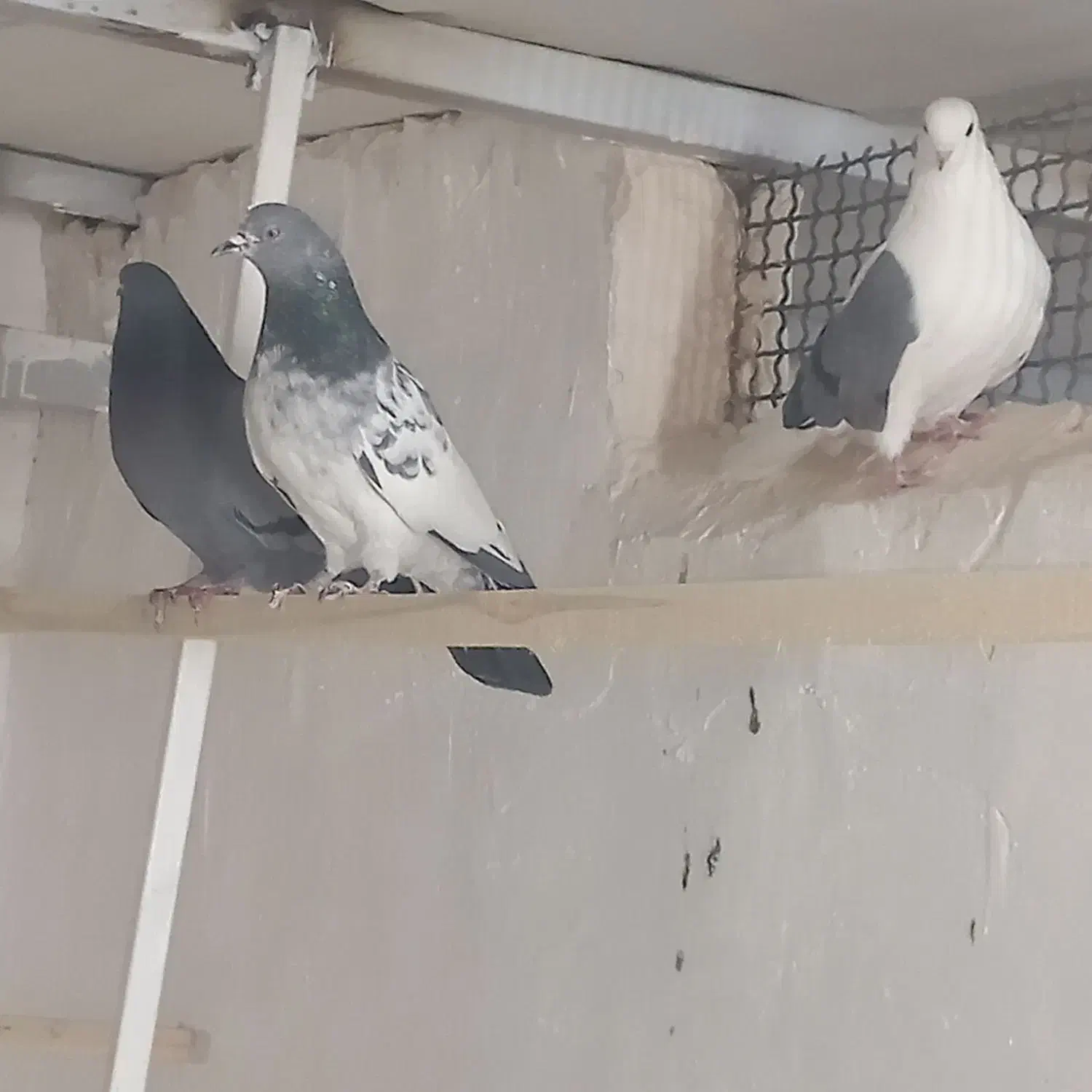 کبوتر پرشی|پرنده|نقده, |دیوار