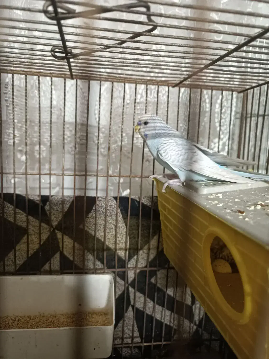 پرنده مرغ عشق|پرنده|سمنان, |دیوار