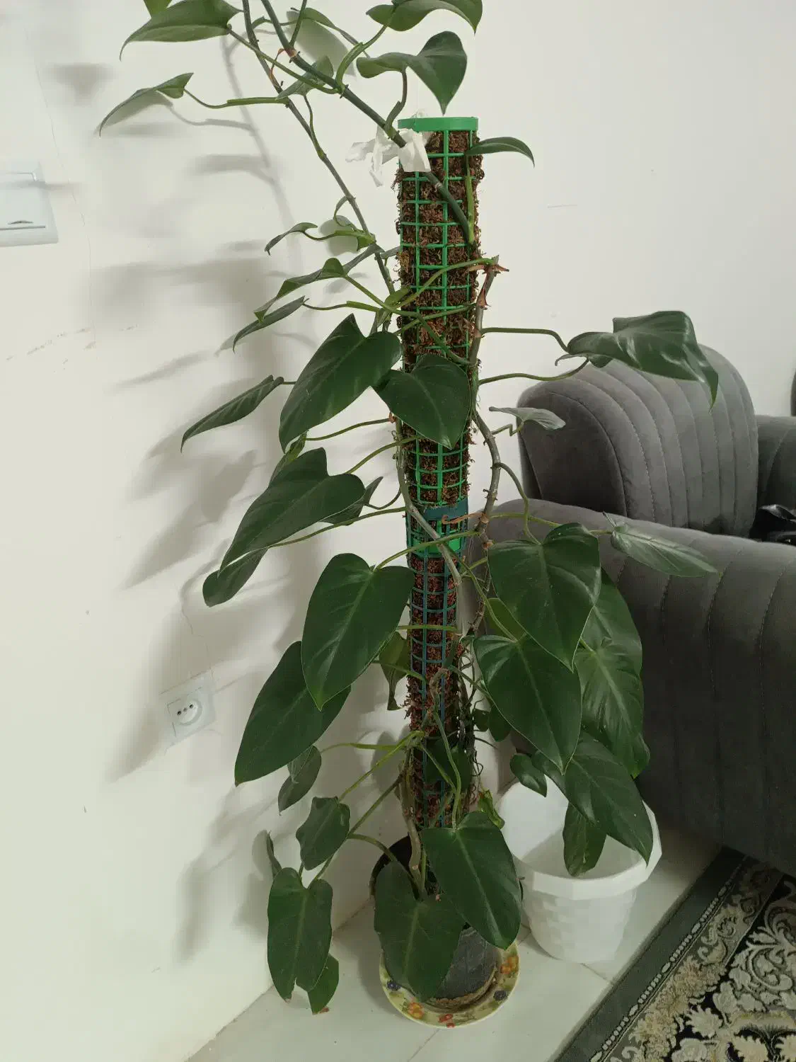 گل طبیعی|گل و گیاه طبیعی|مشهد, رضاشهر|دیوار