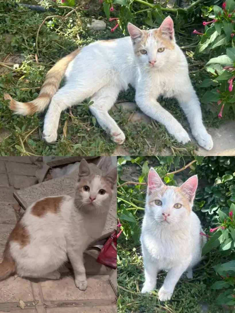 گربه گمشده با مژدگانی خوب|حیوانات|کرج, جهانشهر|دیوار