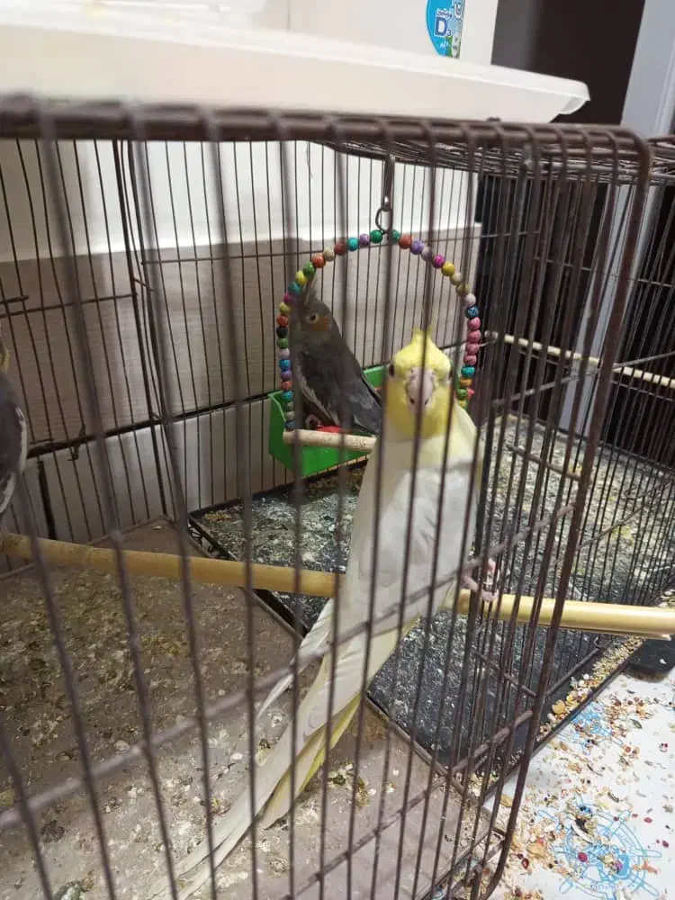 عروس مولد|پرنده|آبادان, |دیوار