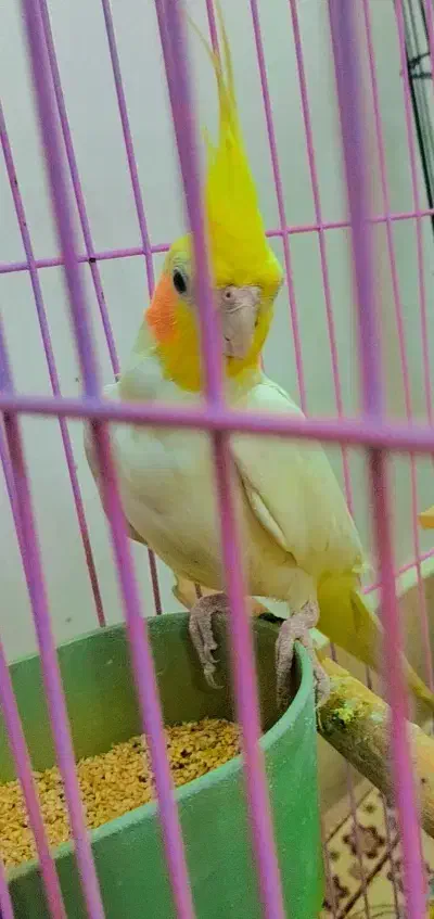 عروس هلندی مولد|پرنده|قم, پردیسان|دیوار