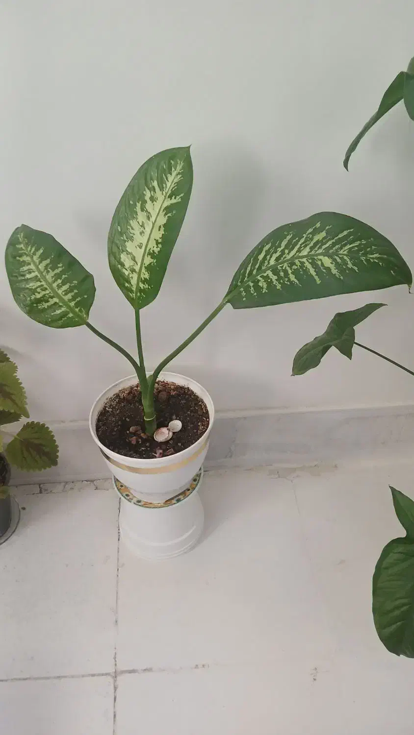 گلهای آپارتمانی|گل و گیاه طبیعی|ساوه, |دیوار