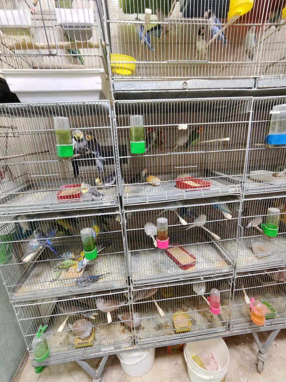 پرنده فروشی|پرنده|قم, خاکفرج|دیوار