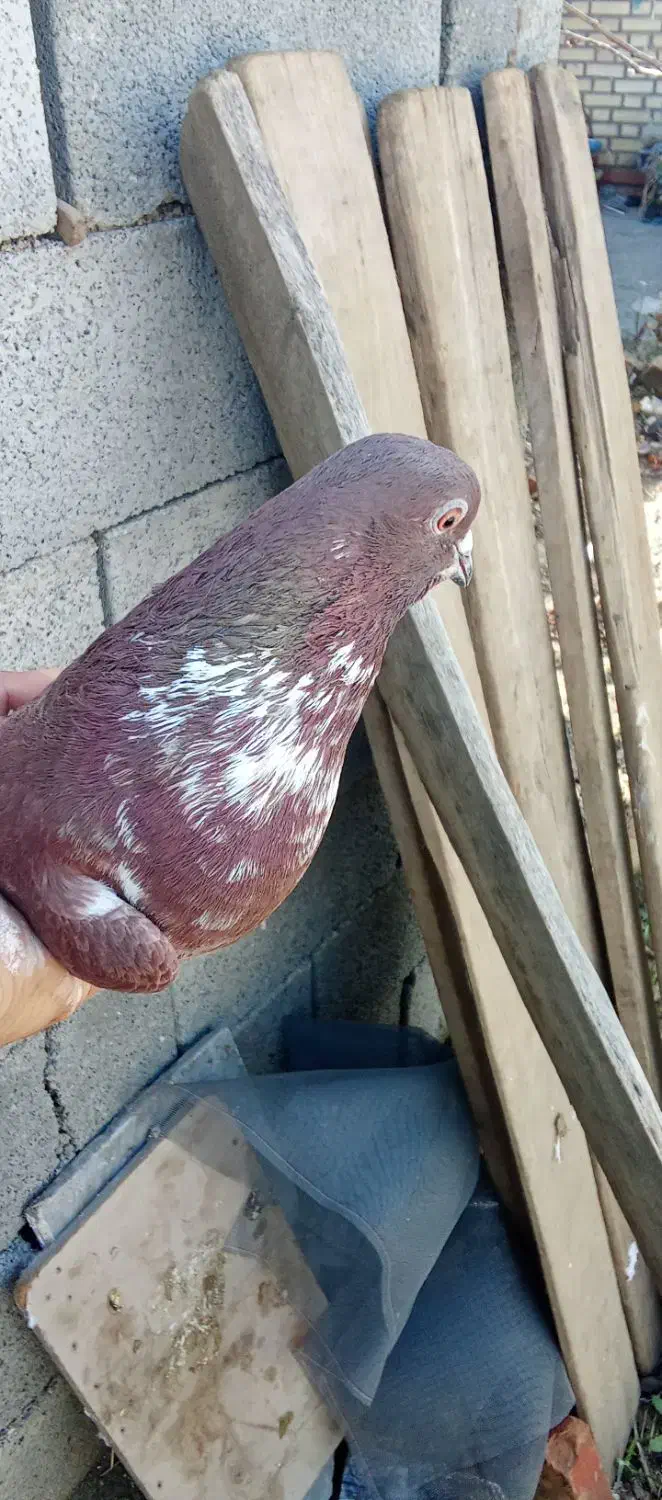 کفتر گرگی|پرنده|نوشین شهر, |دیوار