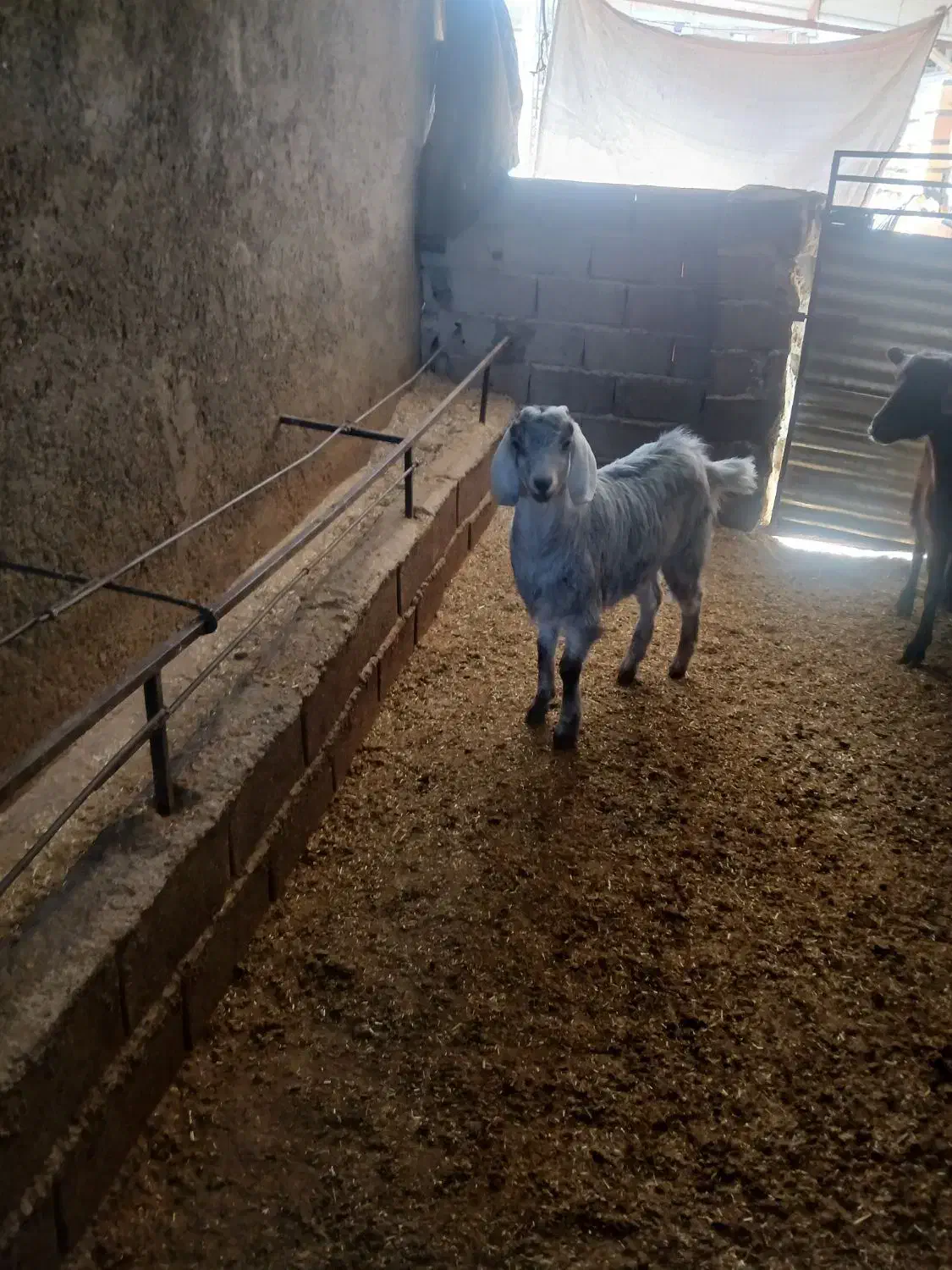 یک راس بزغاله چاق|حیوانات مزرعه|آزادشهر, |دیوار