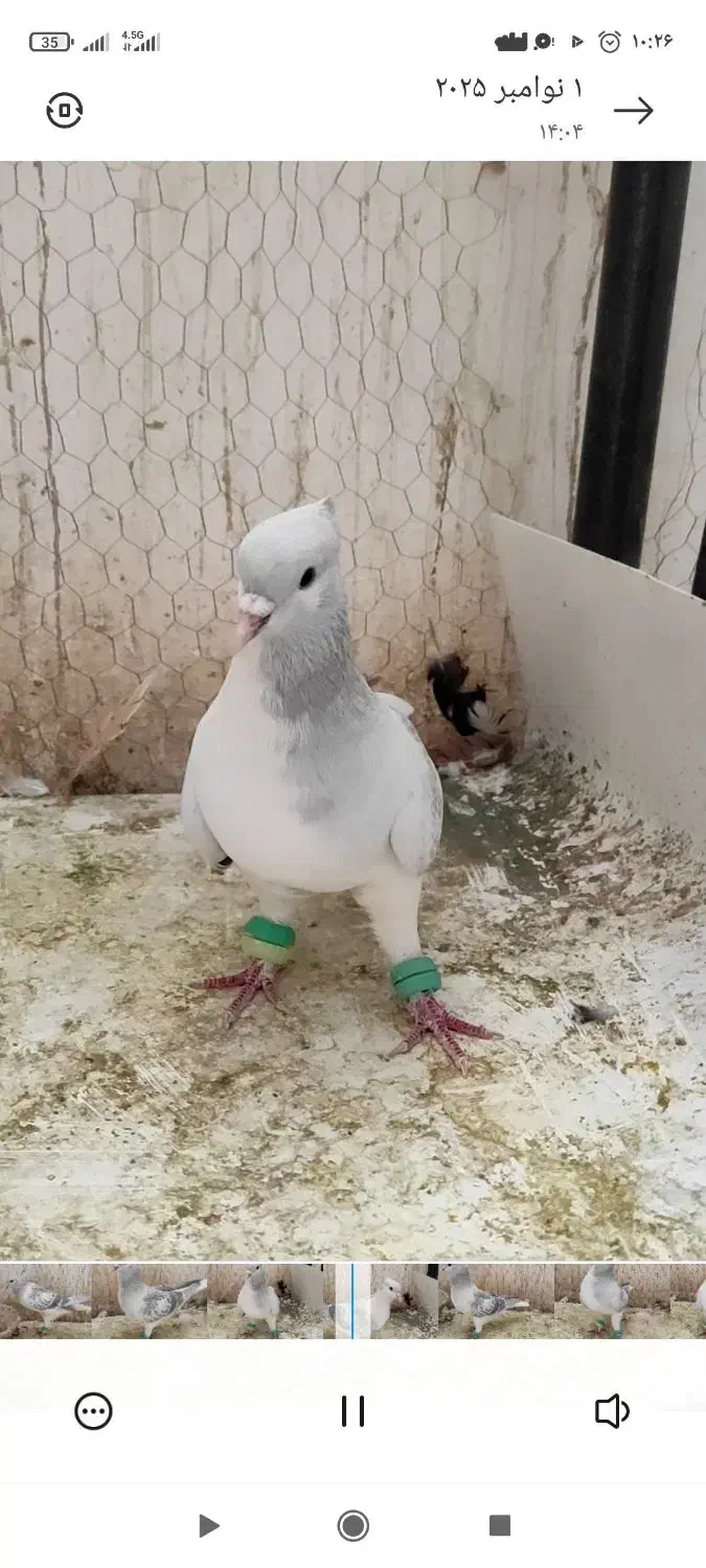 نر ساده مگسی کاکلی|پرنده|فرح دشت, |دیوار