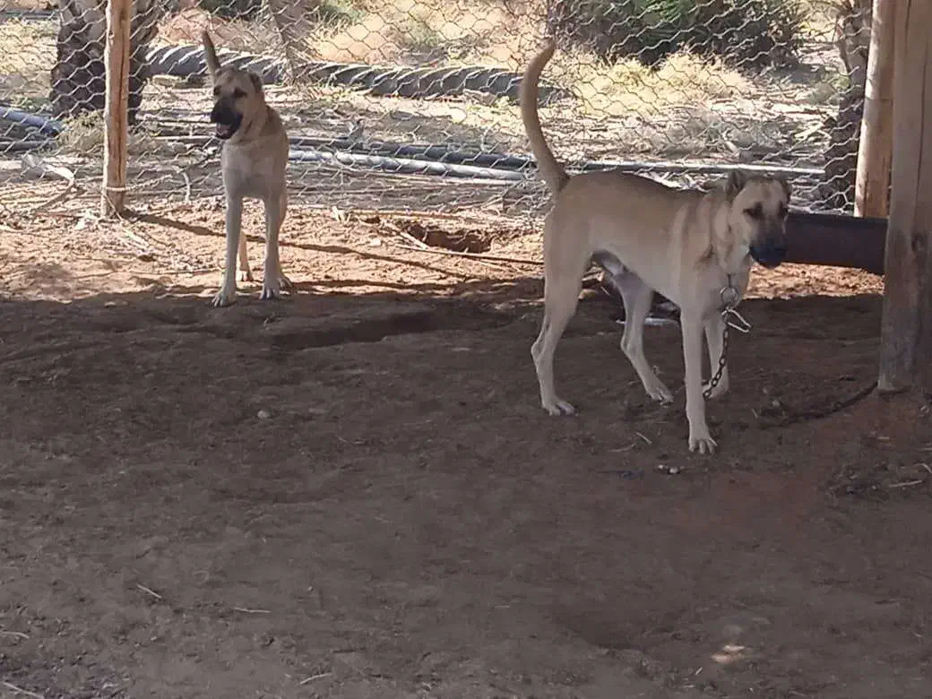 سگ سرابی|سگ|زرین دشت (فارس), |دیوار