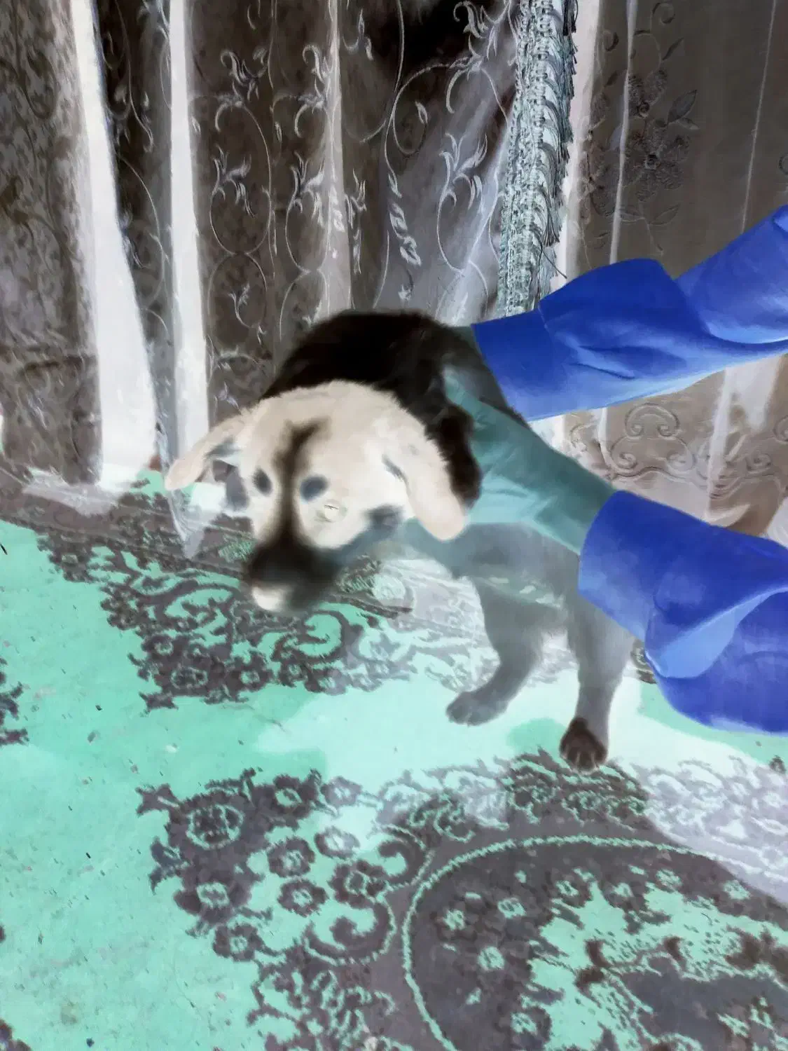 ۴ عدد توله پا کوتاه اش اشپیدس|سگ|مشهد, عبادی|دیوار