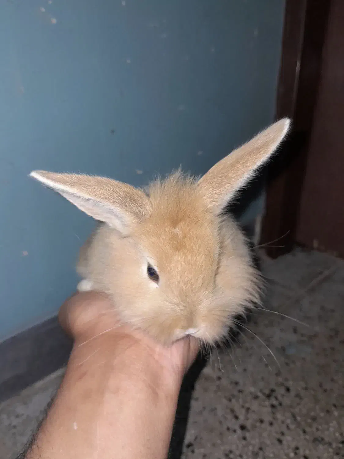 خرگوش لوپ|موش و خرگوش|خورموج, |دیوار