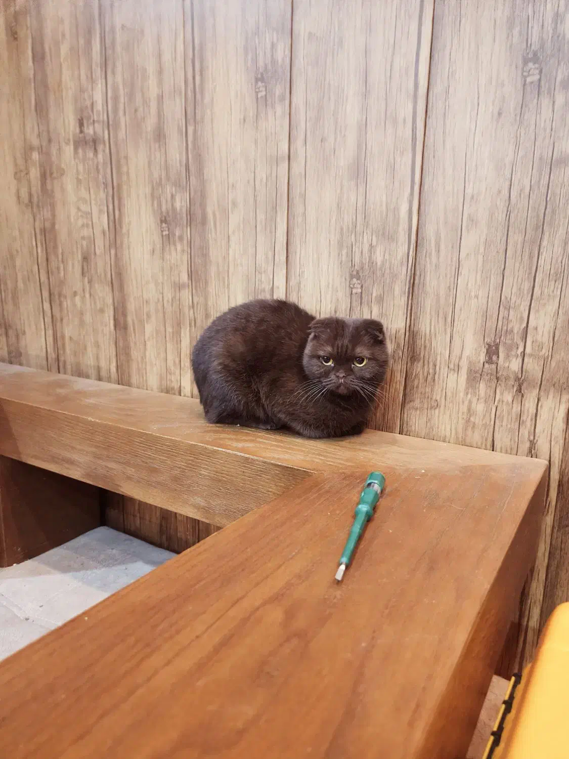 گربه اسکاتیش فولد|گربه|بومهن, |دیوار