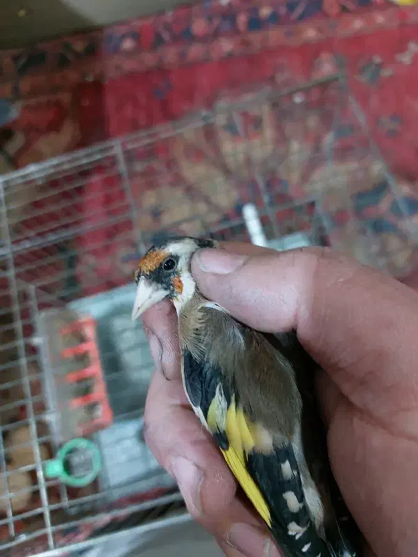 سهره ماده رام خیلی آرام جوجه قفس سه ساله قفس|پرنده|اردبیل, |دیوار