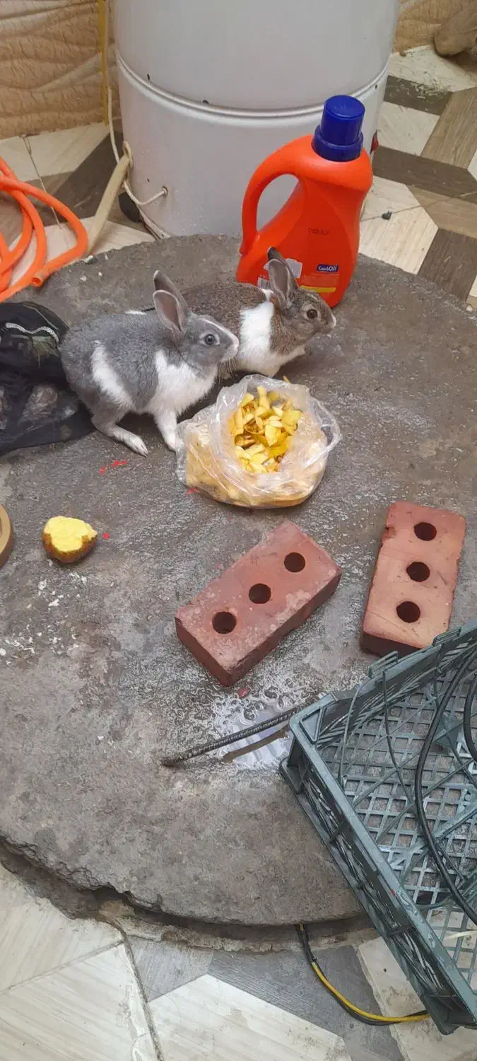 خرگوش نر و ماده|موش و خرگوش|بانه, |دیوار