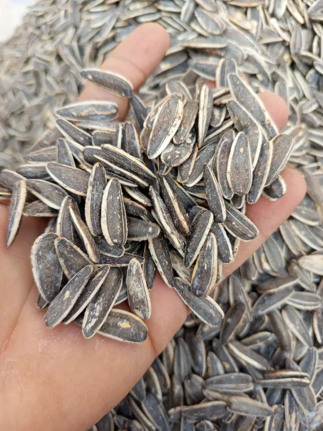 تخمه|خوردنی و آشامیدنی|کامیاران, |دیوار