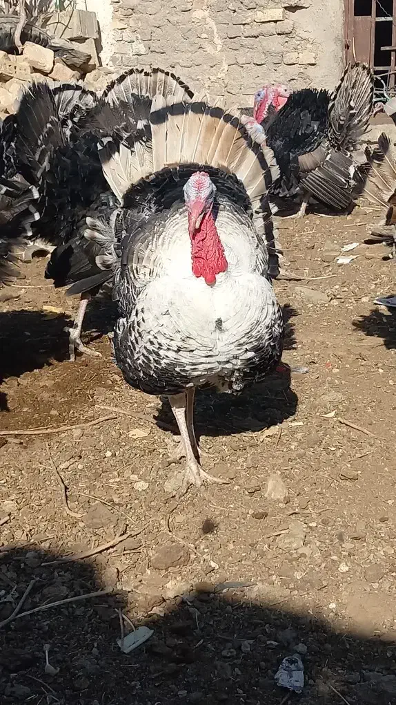 بوقلمون|حیوانات مزرعه|کرباسک, |دیوار