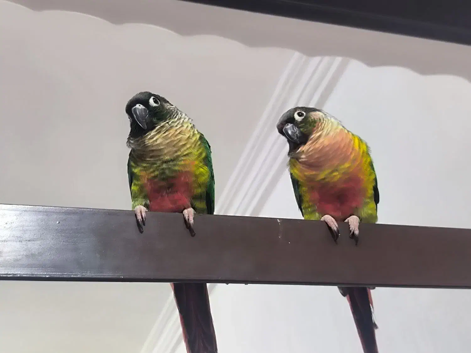 گرینچیک|پرنده|میناب, |دیوار