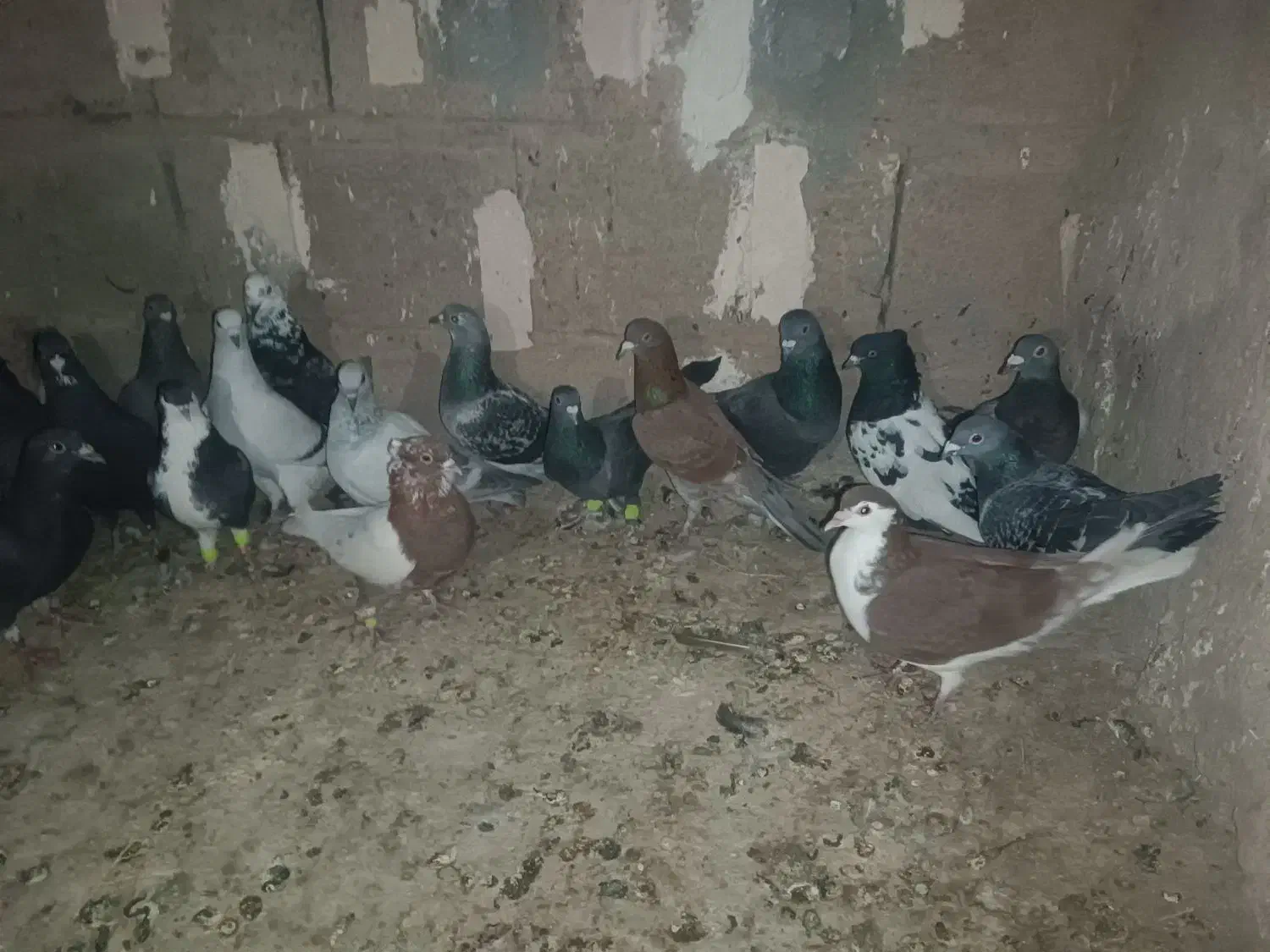 کفتر|پرنده|زرند, |دیوار