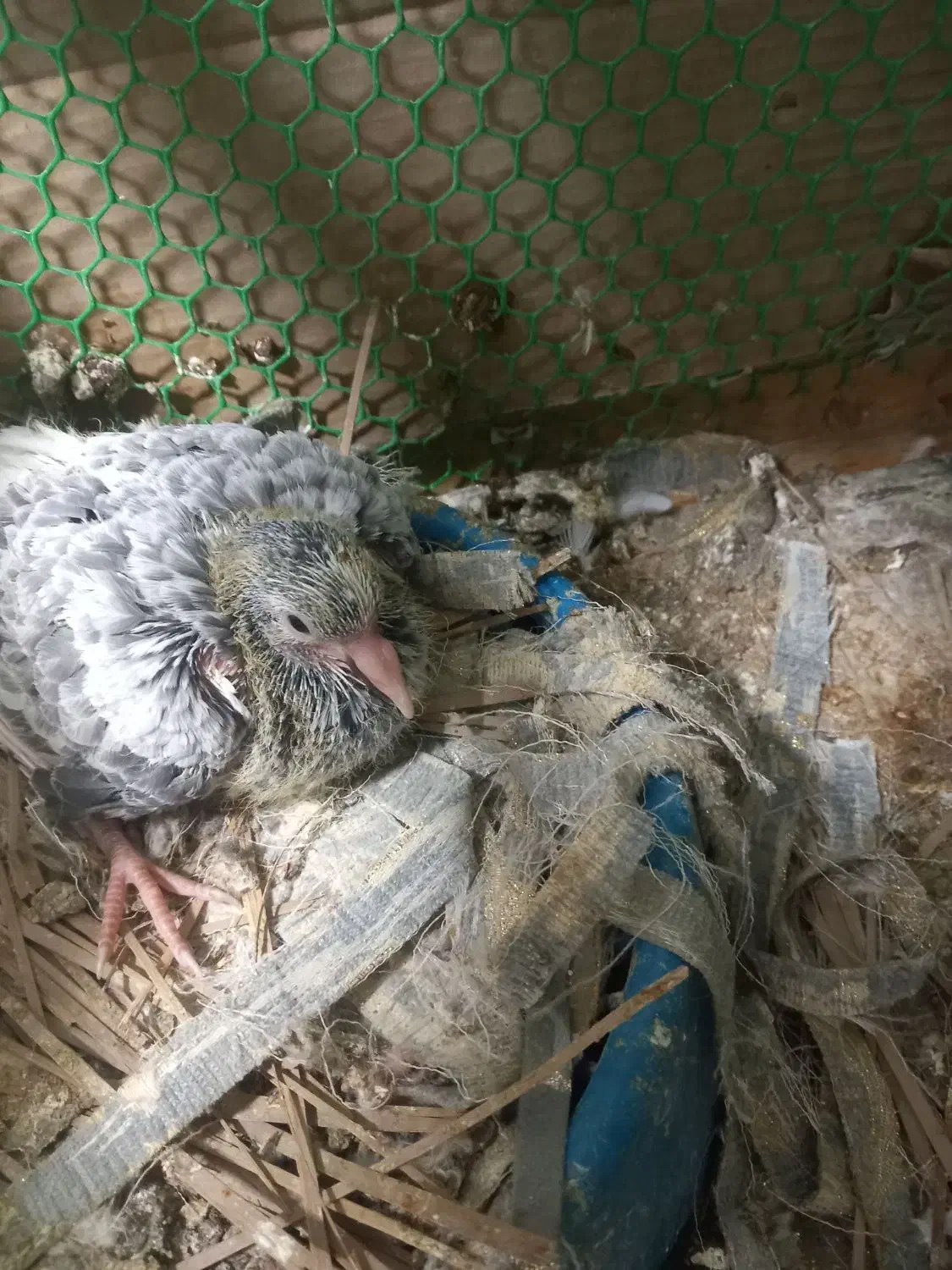 گم شده|حیوانات|سراوان, |دیوار