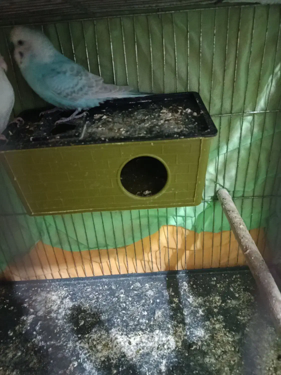 دو جفت مرغ عشق مولد با قفسو لوازنم فقط هشتصد|پرنده|الیگودرز, |دیوار