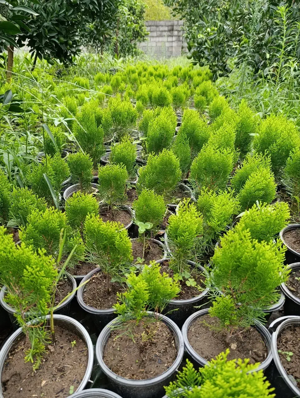 کامیس زعفرانی سطل ۳.۵|گل و گیاه طبیعی|رحیمآباد, |دیوار