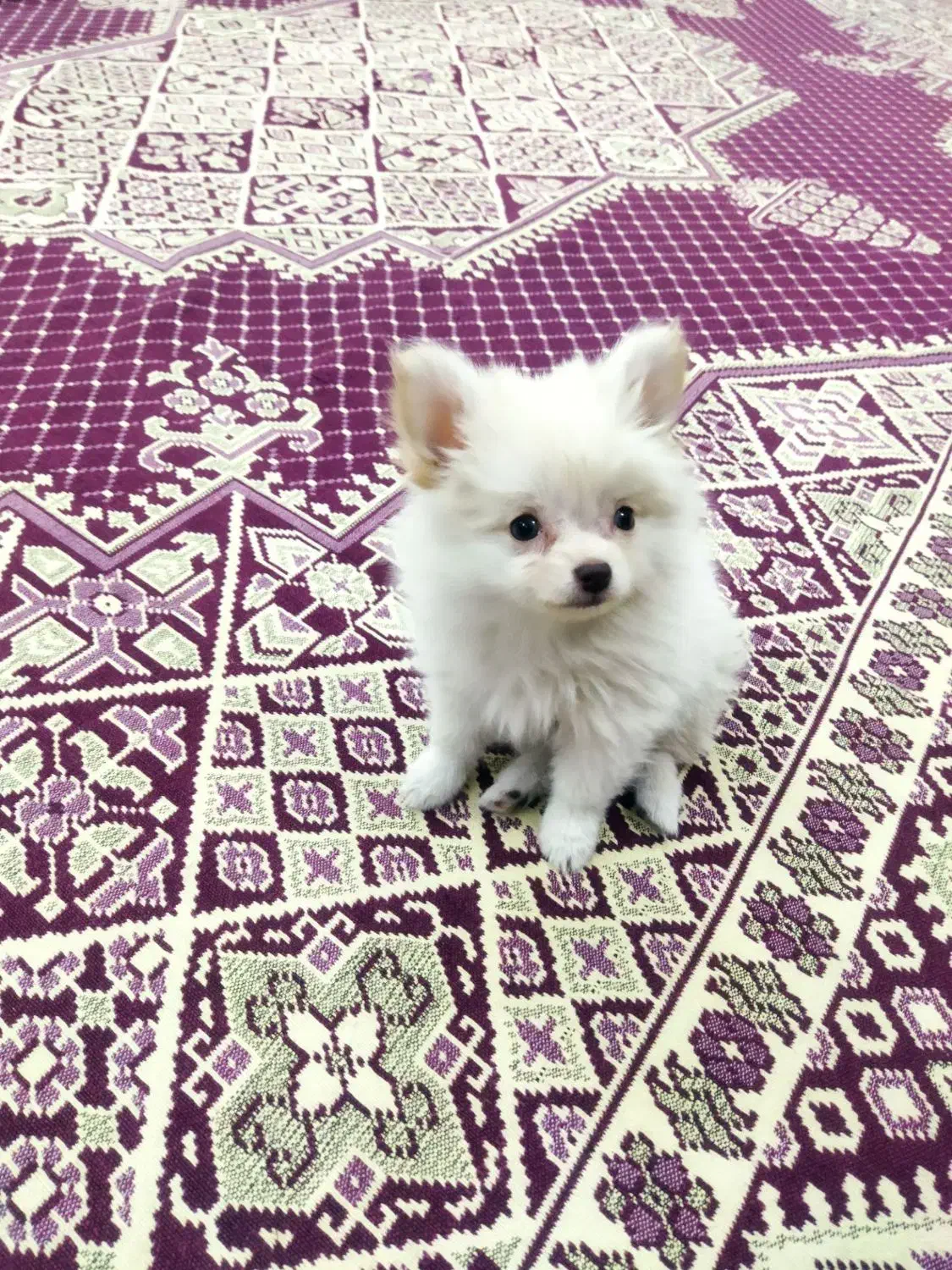 توله 3ماهه پامرخرسی|سگ|قرچک, مهدیه|دیوار