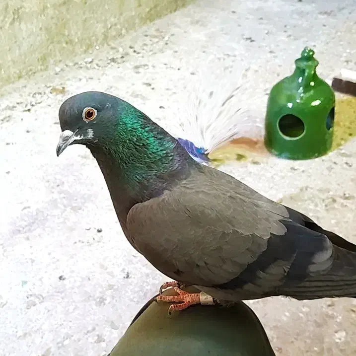 مولد|پرنده|گلپایگان, |دیوار