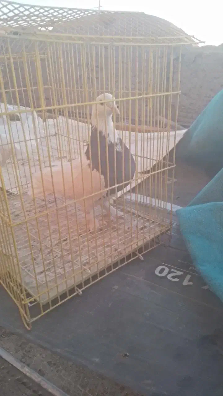 ماده طوقی|پرنده|بردسیر, |دیوار