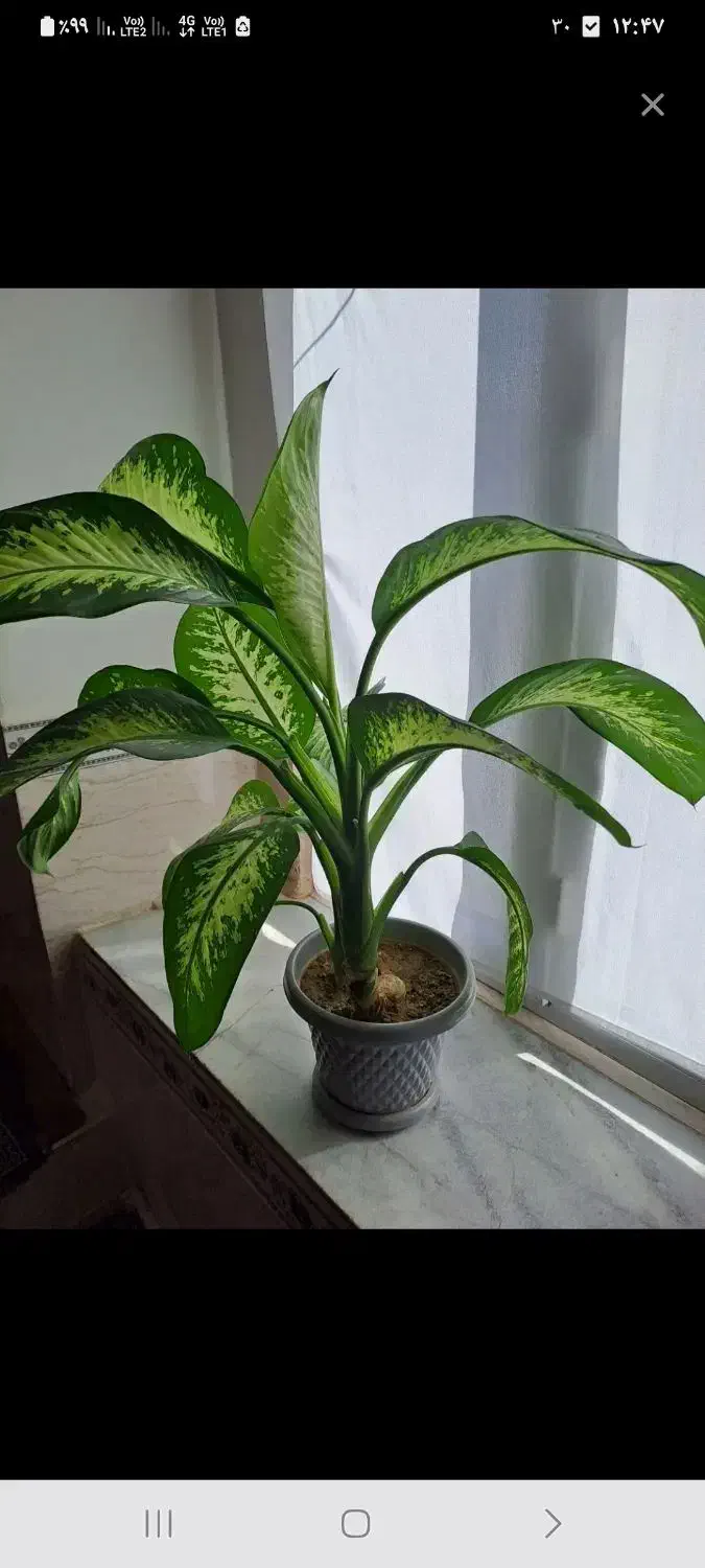 گل دیفن|گل و گیاه طبیعی|قروه, |دیوار