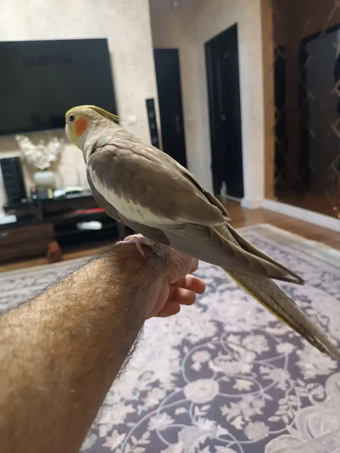 عروس هلندی نر دوماهه|پرنده|رشت, کوی مهر|دیوار