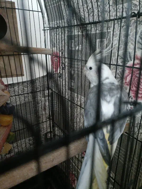 عروس هلندی|پرنده|بیرجند, |دیوار