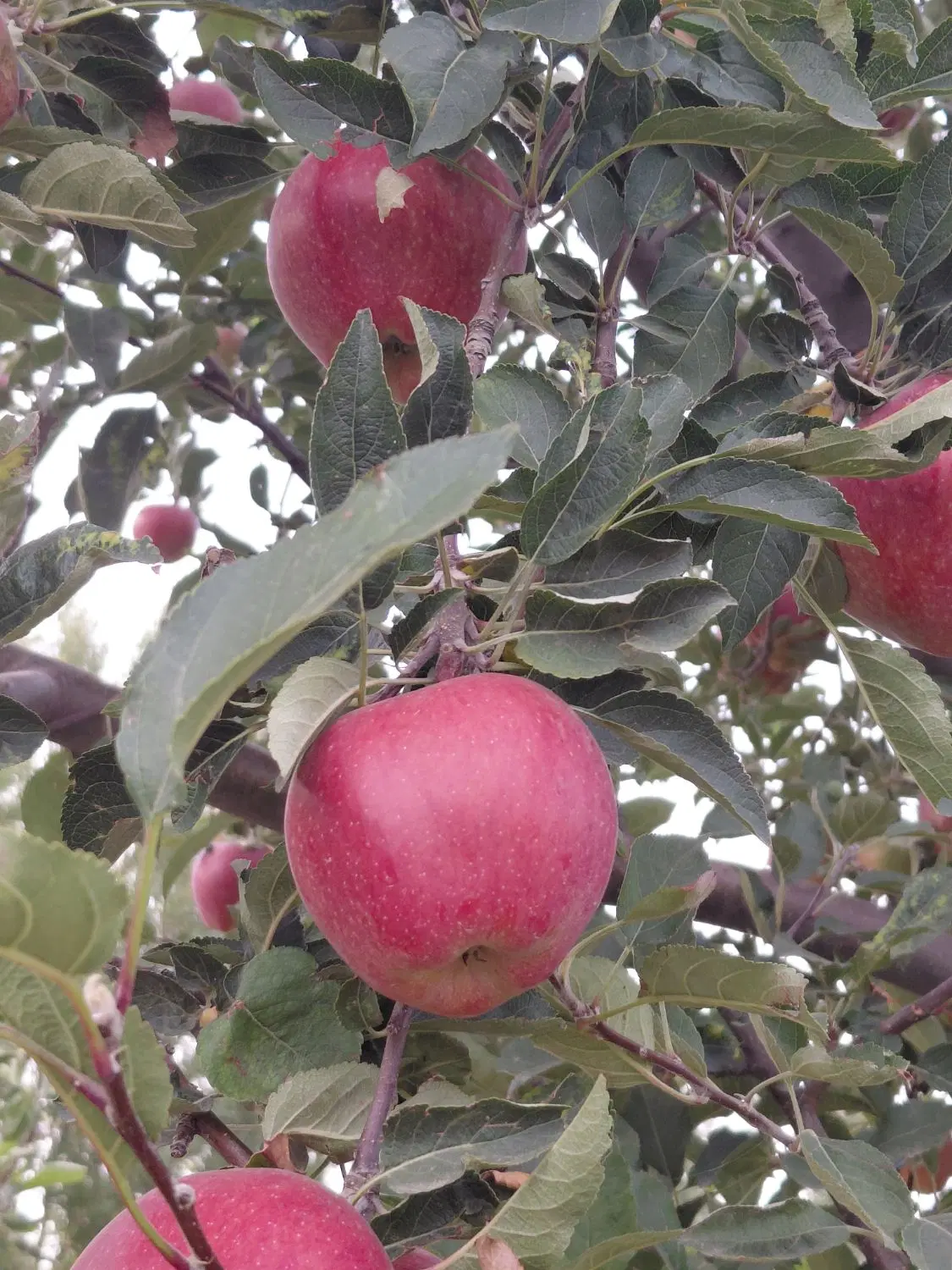 سیب|خوردنی و آشامیدنی|سراب, |دیوار