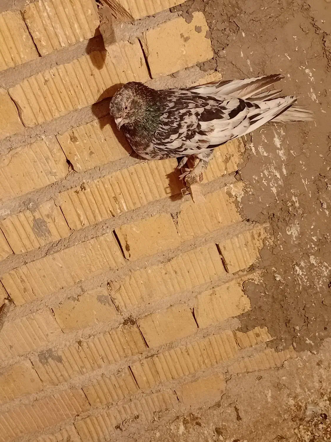 کبوتر گرفتنی|پرنده|مرودشت, علی‌آباد‎|دیوار