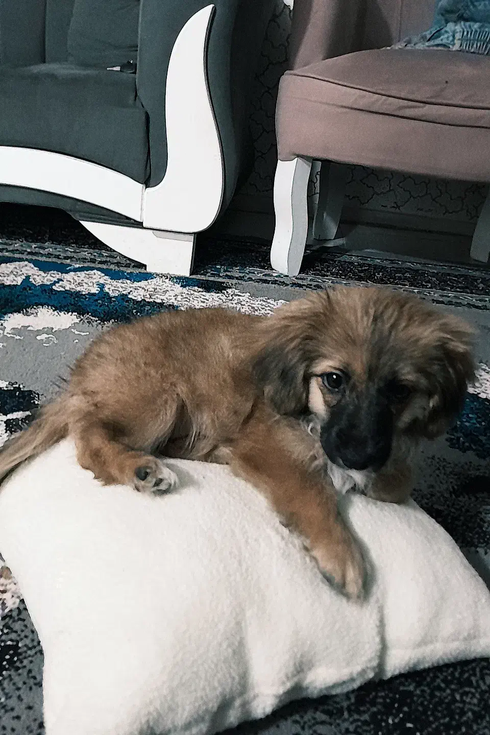 سگ پامر اشتبز|سگ|قرچک, مجتمع مسکونی طبیعت|دیوار