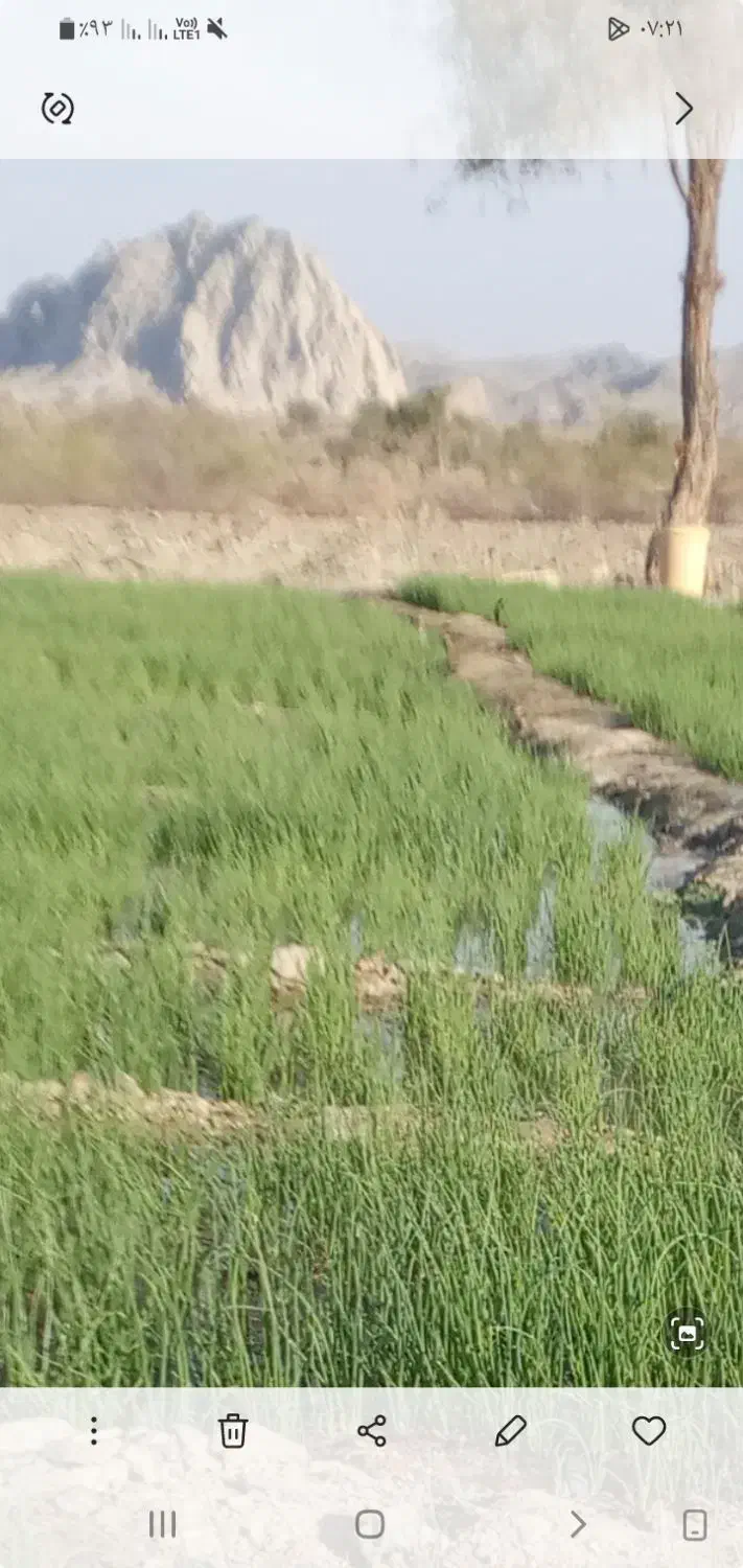 نشاپیاز|گل و گیاه طبیعی|میناب, |دیوار