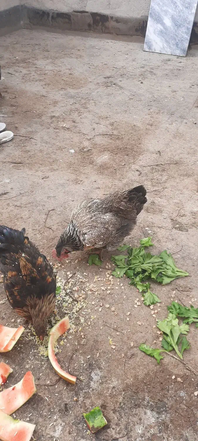 مرغ محلی هیکل|حیوانات مزرعه|مشهد, استاد یوسفی (شهرک غرب)|دیوار