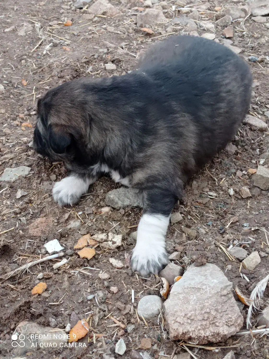 توله سرابی ماده|سگ|کرمانشاه, |دیوار