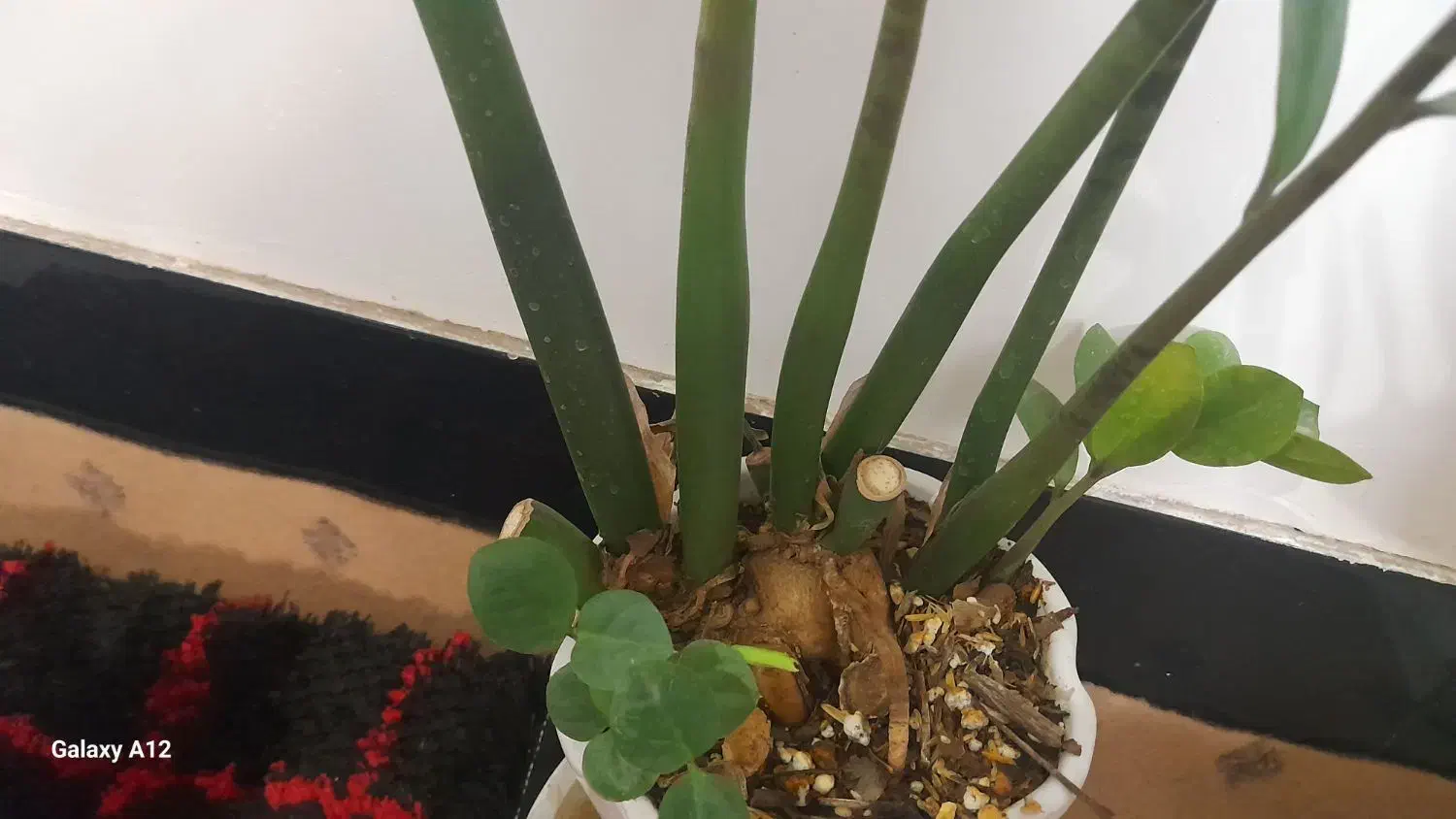 گل زاموفیلیا ۷ غلاف|گل و گیاه طبیعی|قم, قلعه کامکار|دیوار