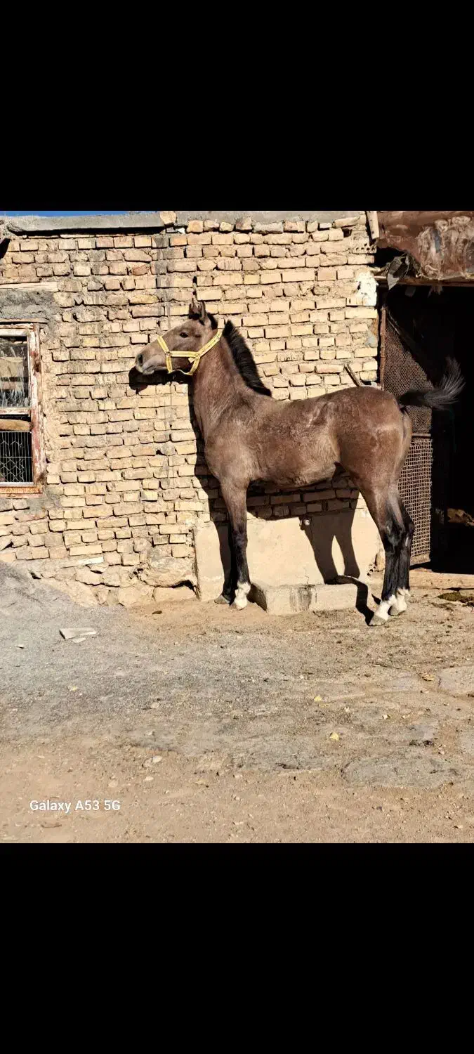 کره اسب مادیون|اسب و تجهیزات اسب‌سواری|خمینی‌شهر, |دیوار